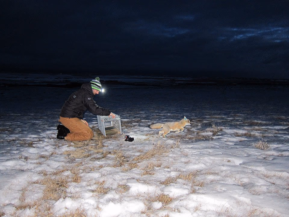 A researcher releases a swift fox from a carrier onto snowy prairie at night.