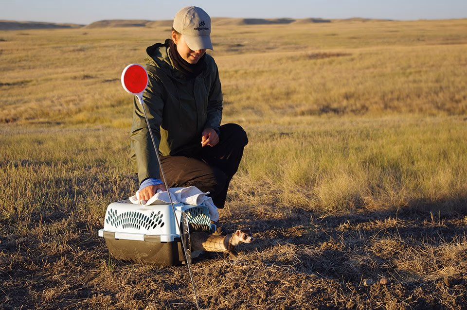 A researcher kneels in grassland, releasing a black-footed ferret from a carrier at sunset.