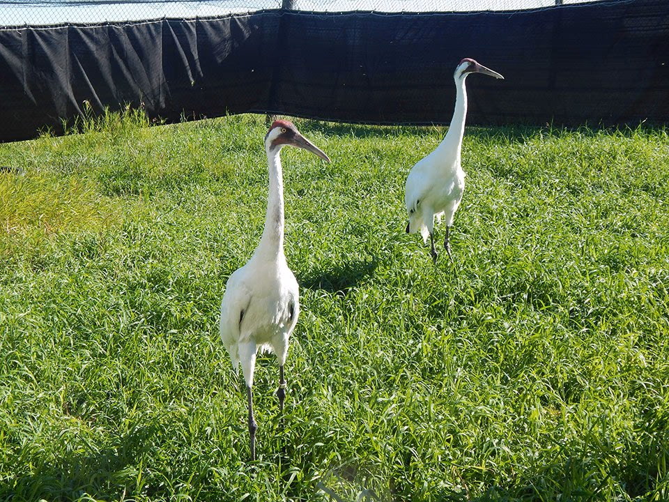 Two whooping cranes standing in a grassy enclosure.