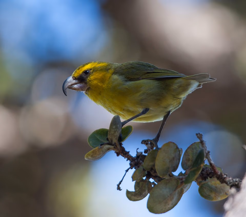 A male Maui parrotbill, a small yellow-green Hawaiian honeycreeper with a thick curved bill, perched on a leafy branch.