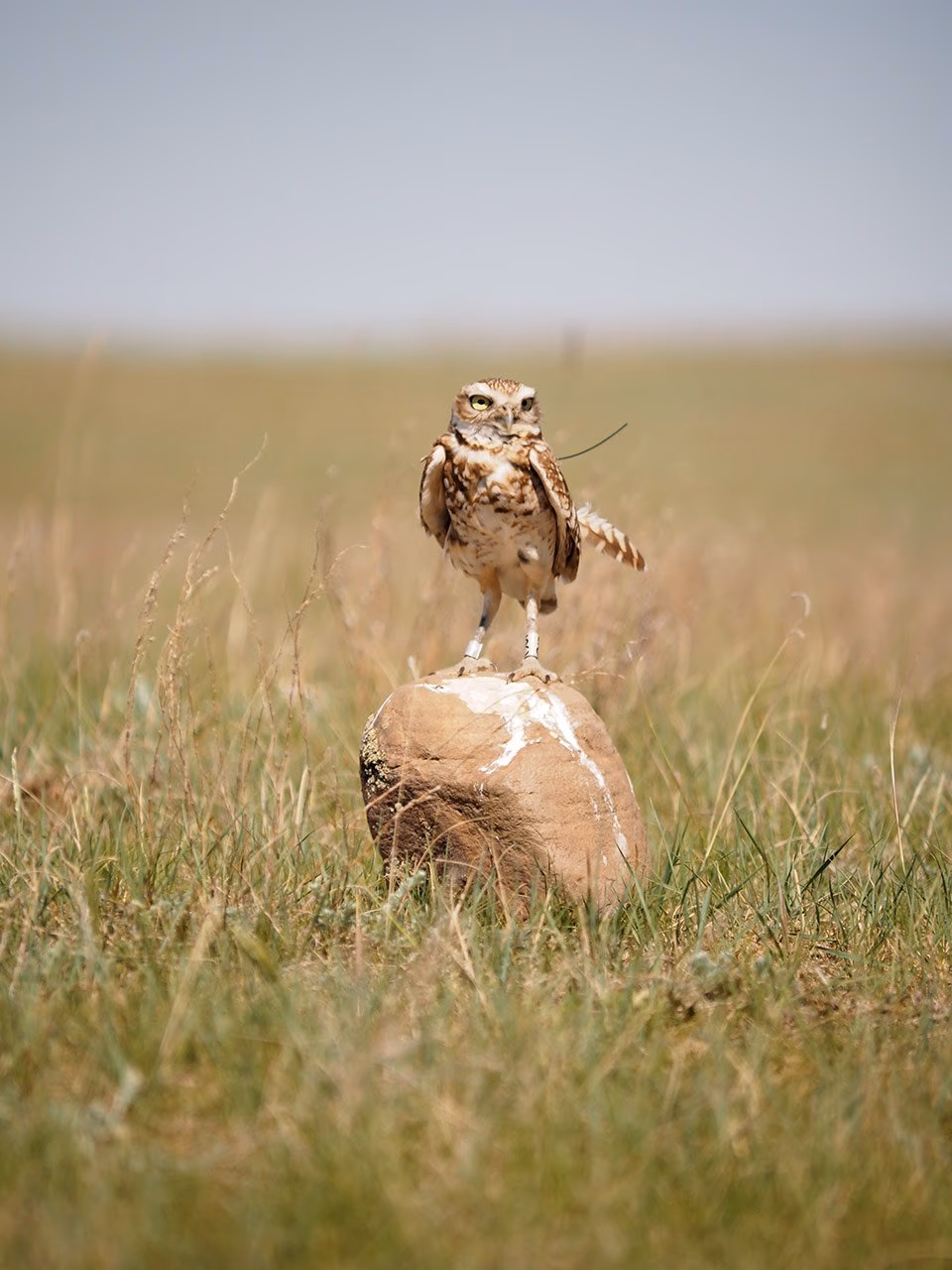 A burrowing owl standing on a rock in short-grass prairie.