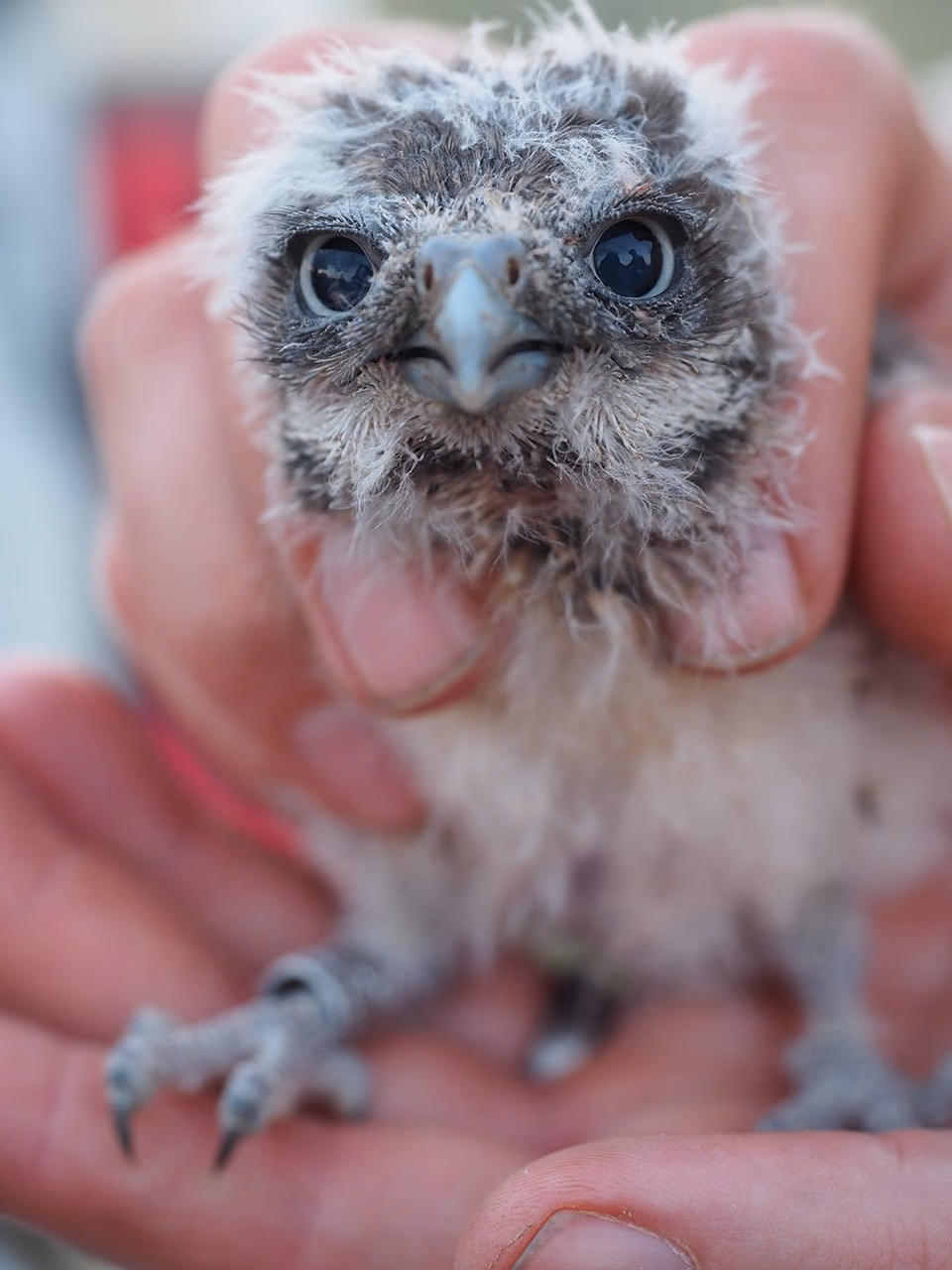 A downy owl chick held gently in a researcher's hands during a field survey.