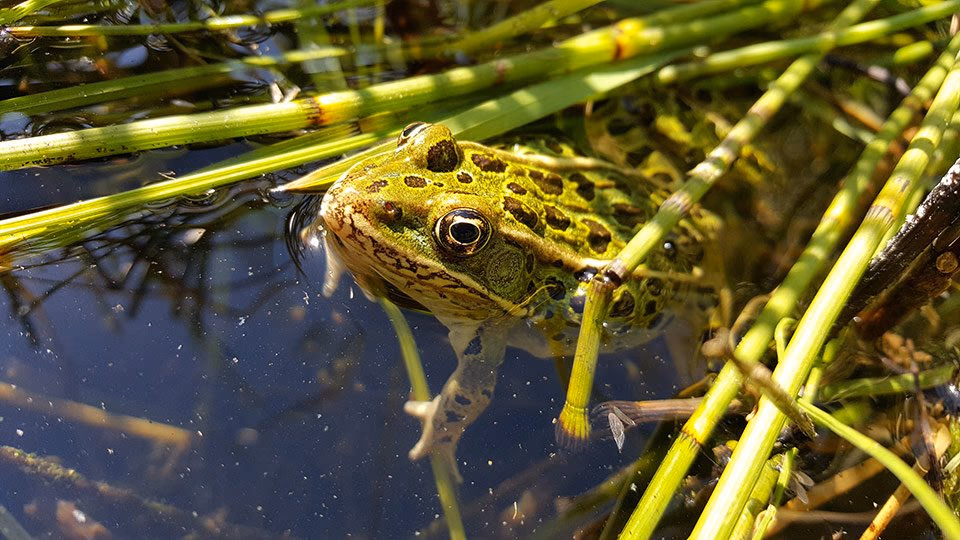 A Northern leopard frog floating among reeds in shallow water.
