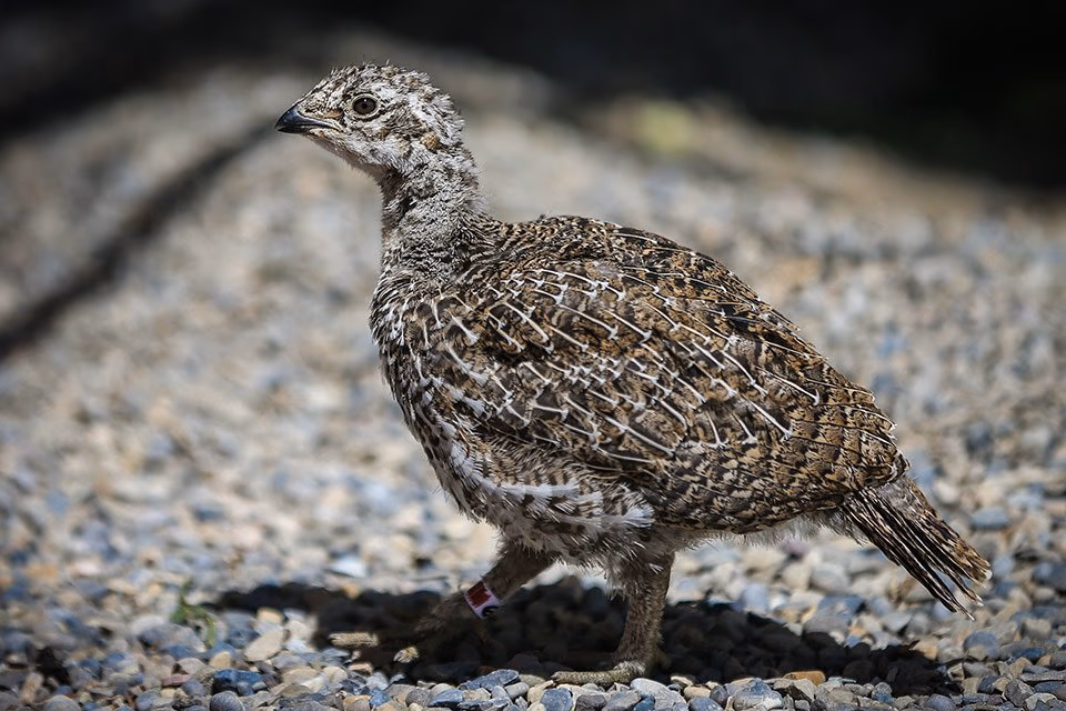A young grouse with mottled brown and white plumage and a leg tag, standing on gravel.