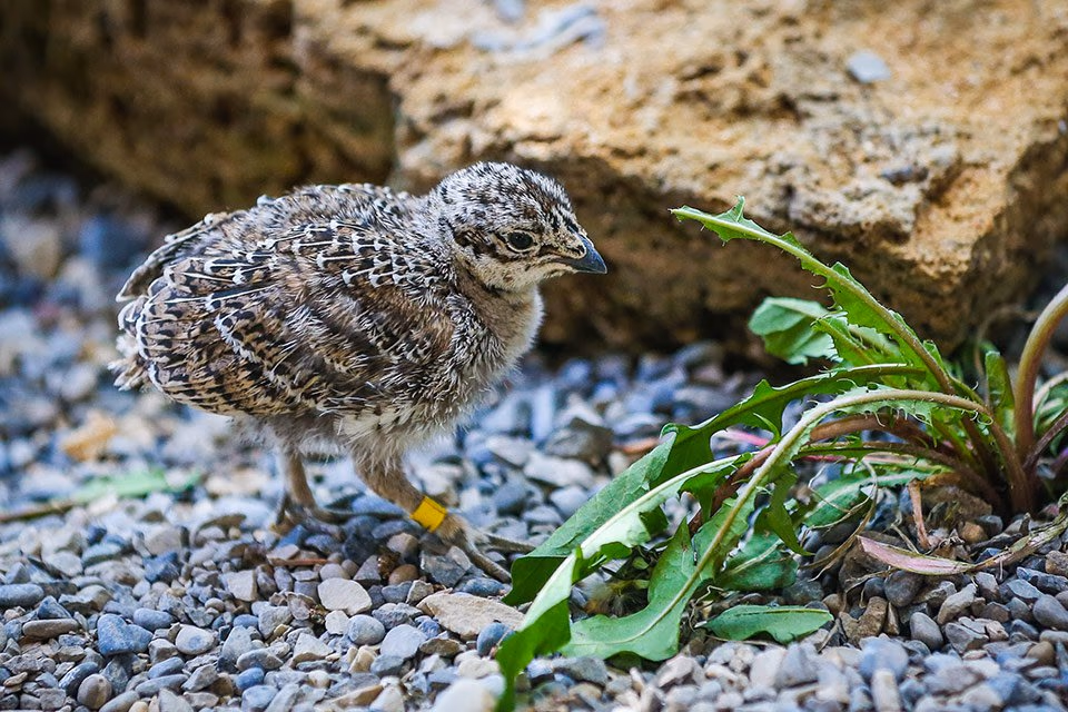 A grouse chick with a yellow leg band foraging on gravel near a leafy plant.