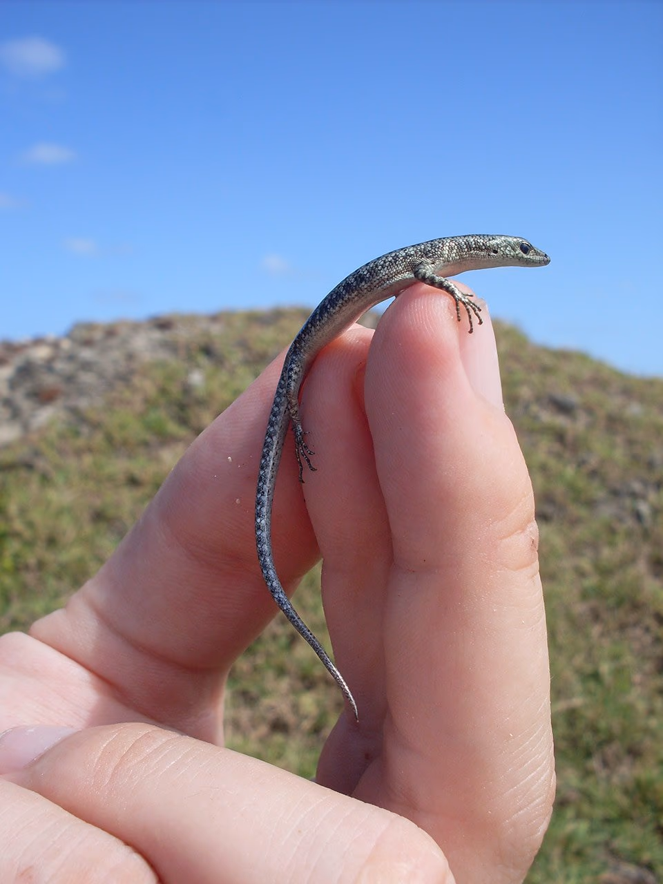 A small skink held gently between two fingers, with grassland in the background.