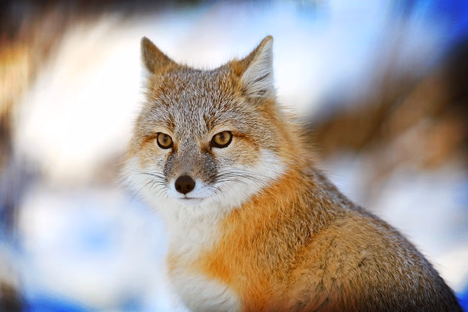 A close-up portrait of a swift fox in a snowy setting.