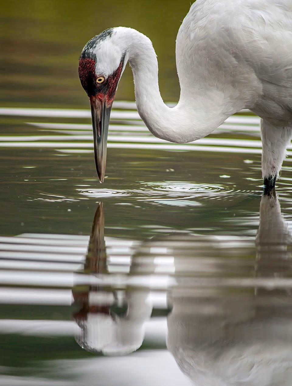 A whooping crane bending down to drink from still water, its reflection visible below.