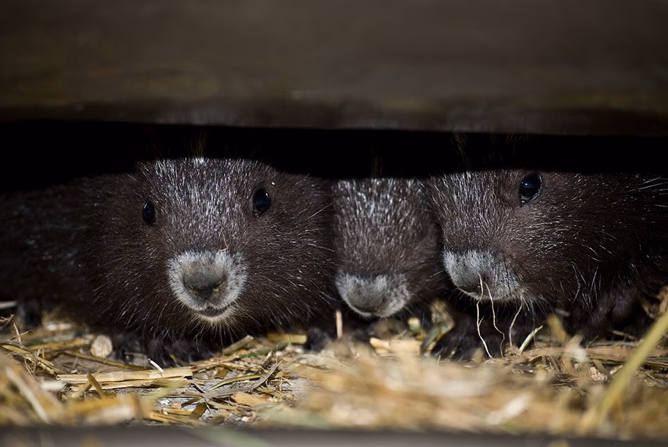 Three Vancouver Island marmots peering out from a den.