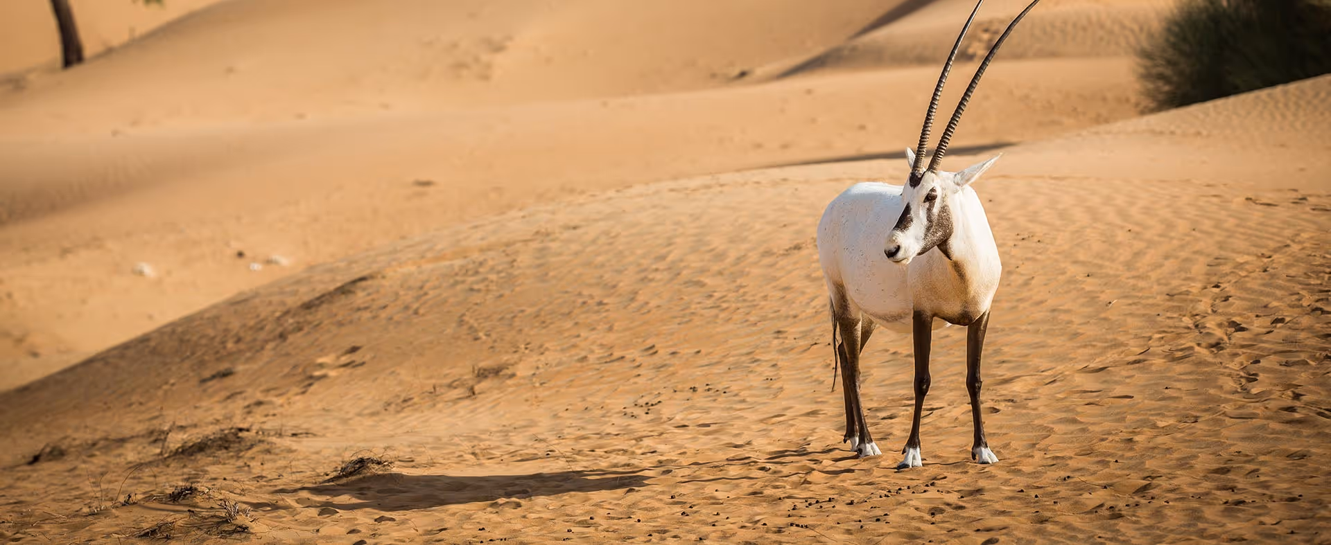 A herd of oryx crossing desert dunes