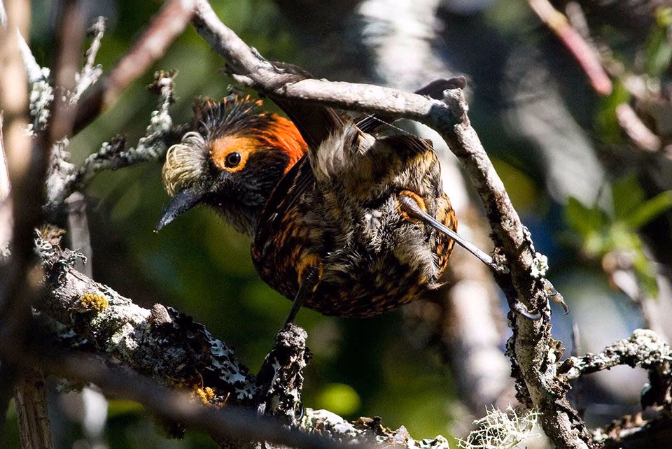A small songbird with an orange face patch and mottled plumage, fitted with a radio-tracking antenna, perched among branches.