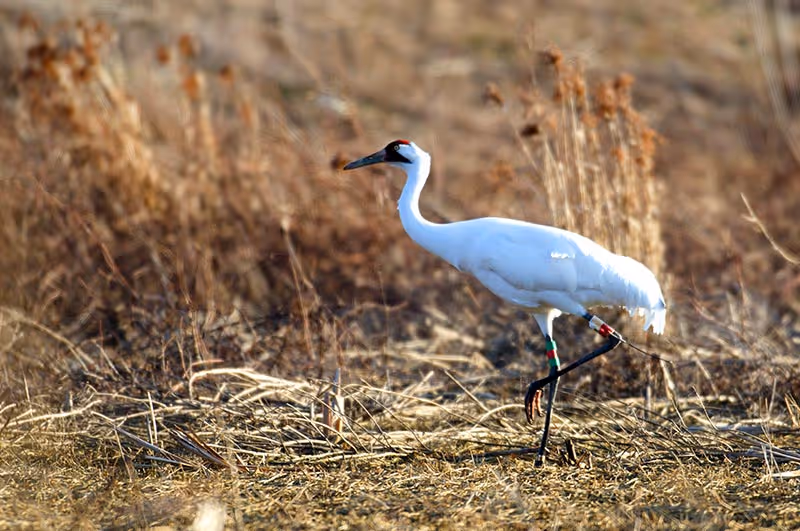 Conservation practitioners releasing an animal into the wild