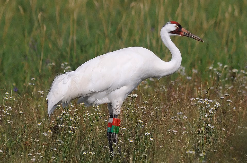 A whooping crane with coloured leg bands standing in a wildflower meadow.
