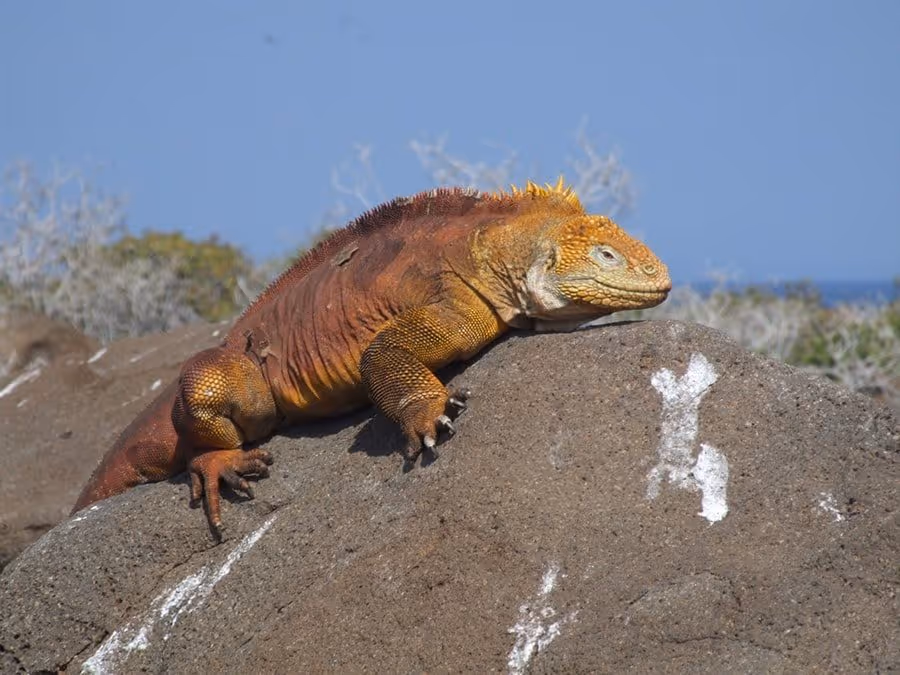 A Galápagos land iguana on volcanic rock