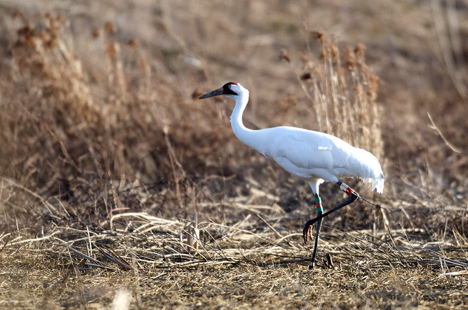 A whooping crane with leg bands walking through dry marsh grass.