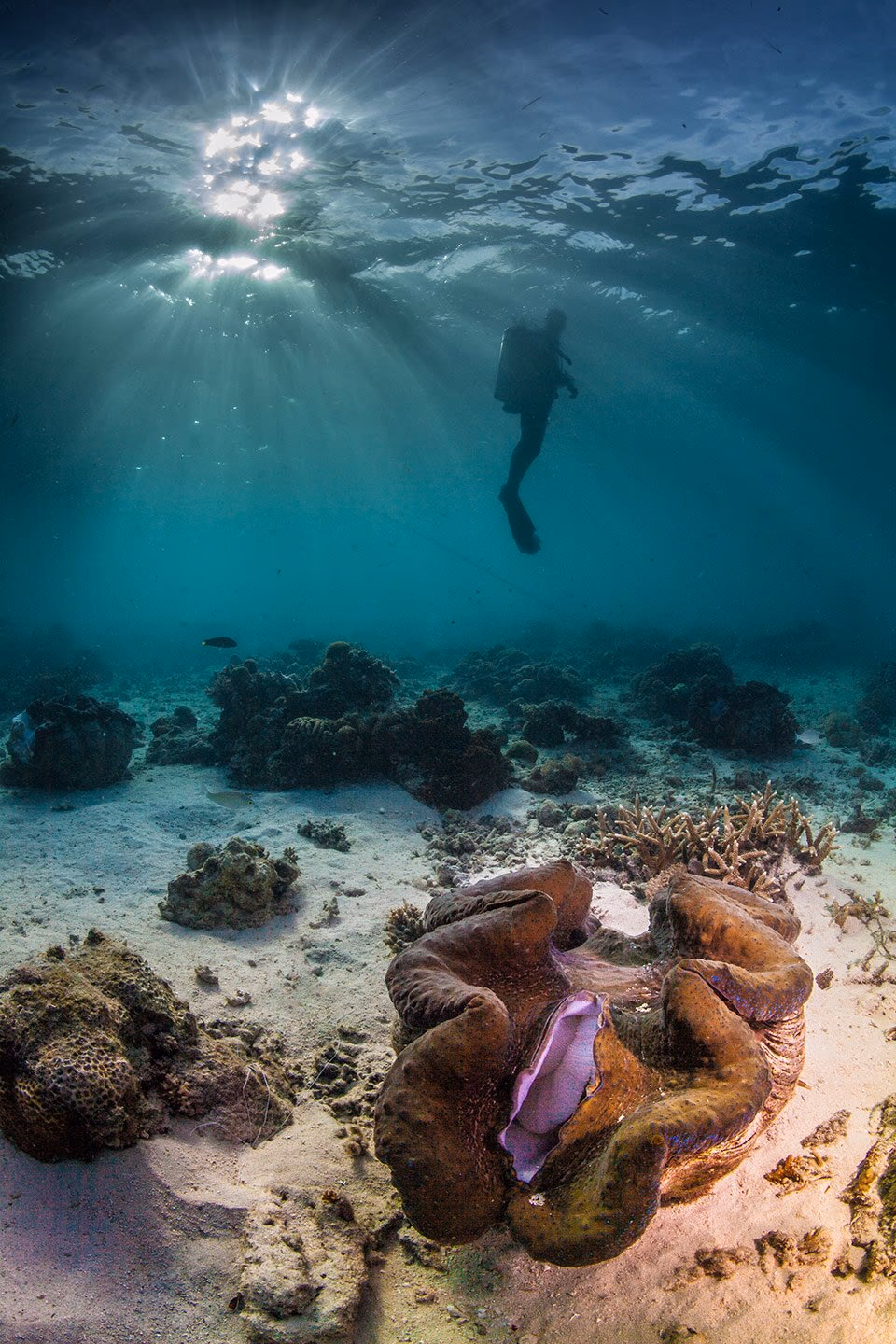 A giant clam on a coral reef seafloor, with a diver silhouetted in sunlit water above.