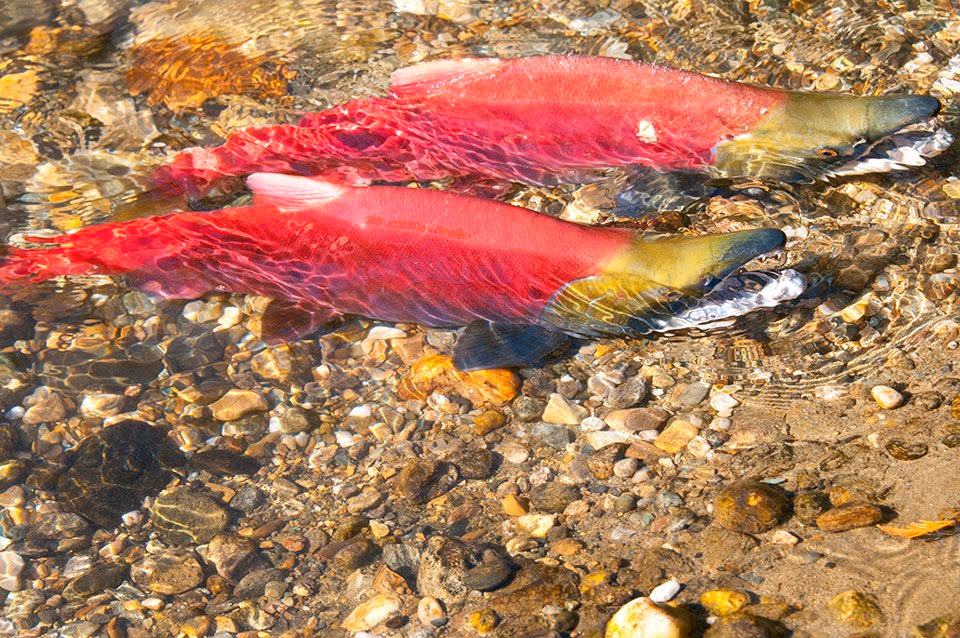 Two sockeye salmon in spawning colour resting in a shallow, rocky stream.