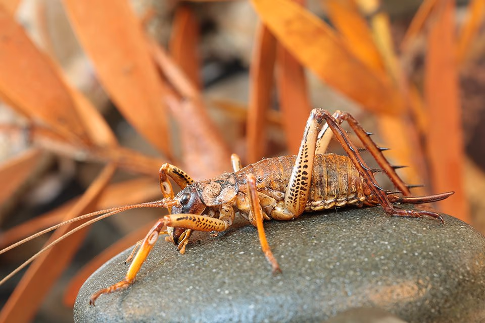 A large weta, a spiny New Zealand insect, resting on a rock among dry leaves.