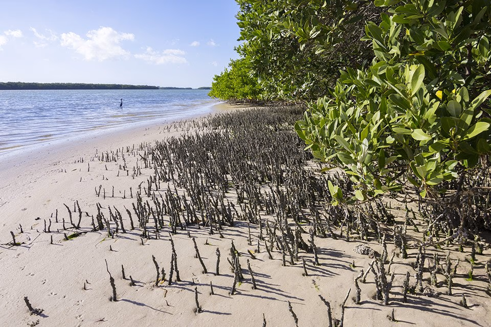 A mangrove shoreline with exposed roots on a sandy beach, a wading bird in the water beyond.