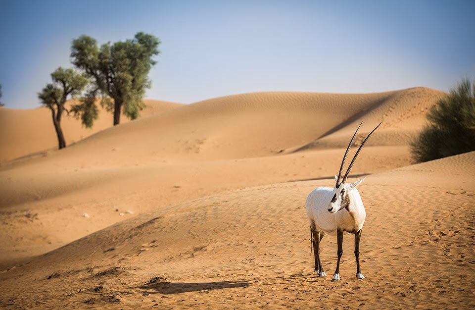 An Arabian oryx standing on a sand dune in the desert.