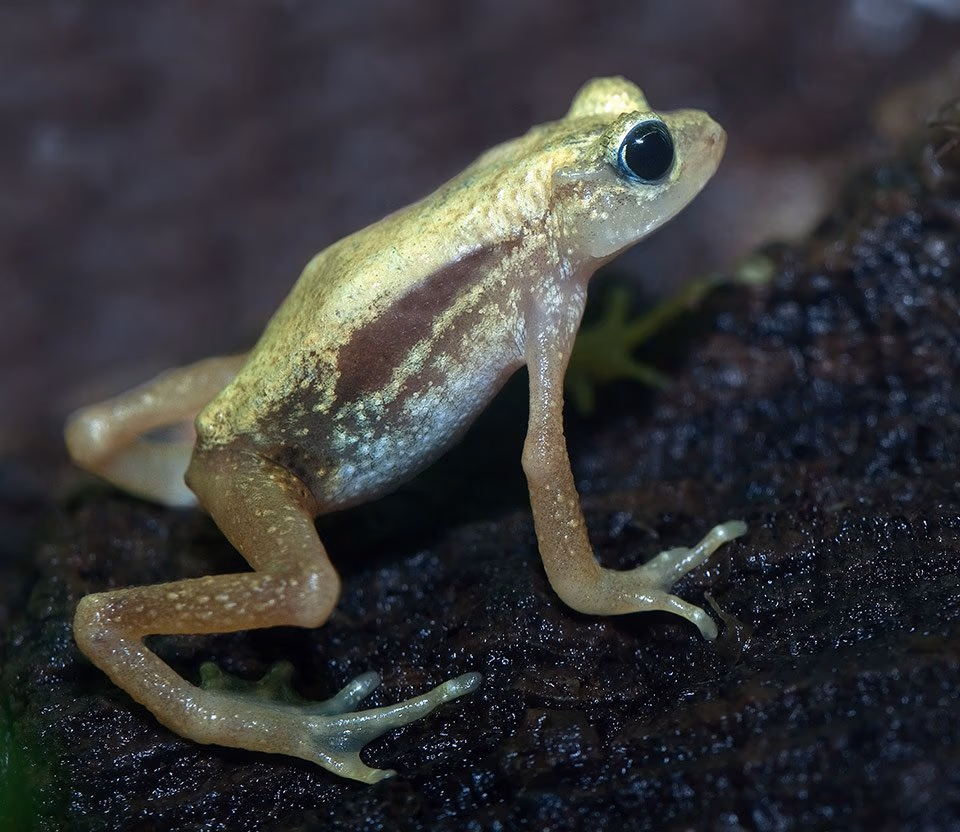 A small pale gold frog with large black eyes on wet bark.