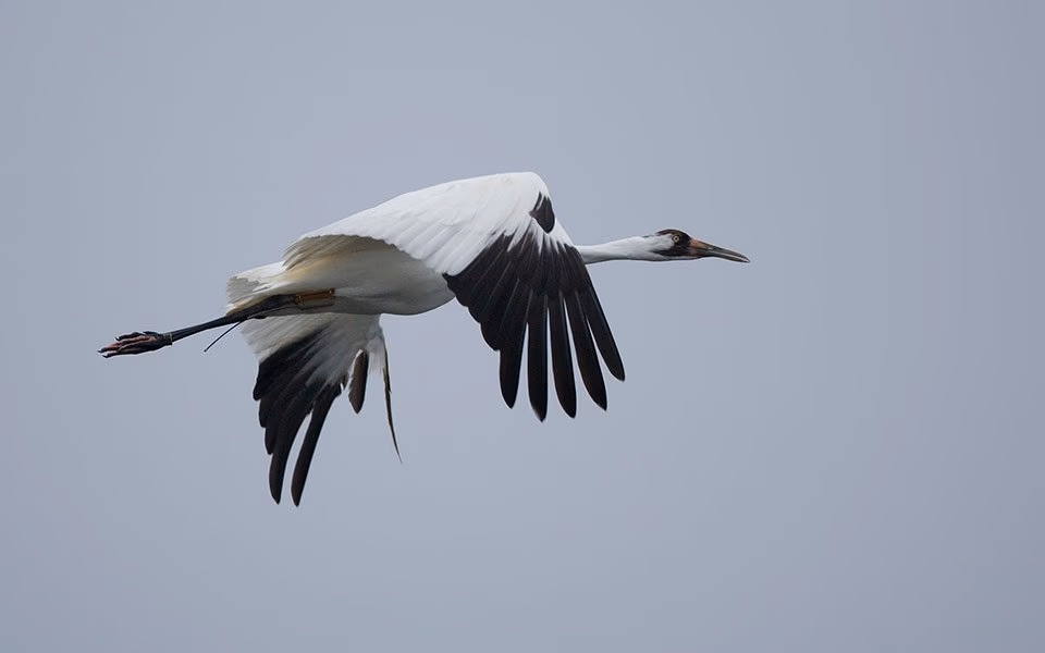 A whooping crane in flight against an overcast sky.